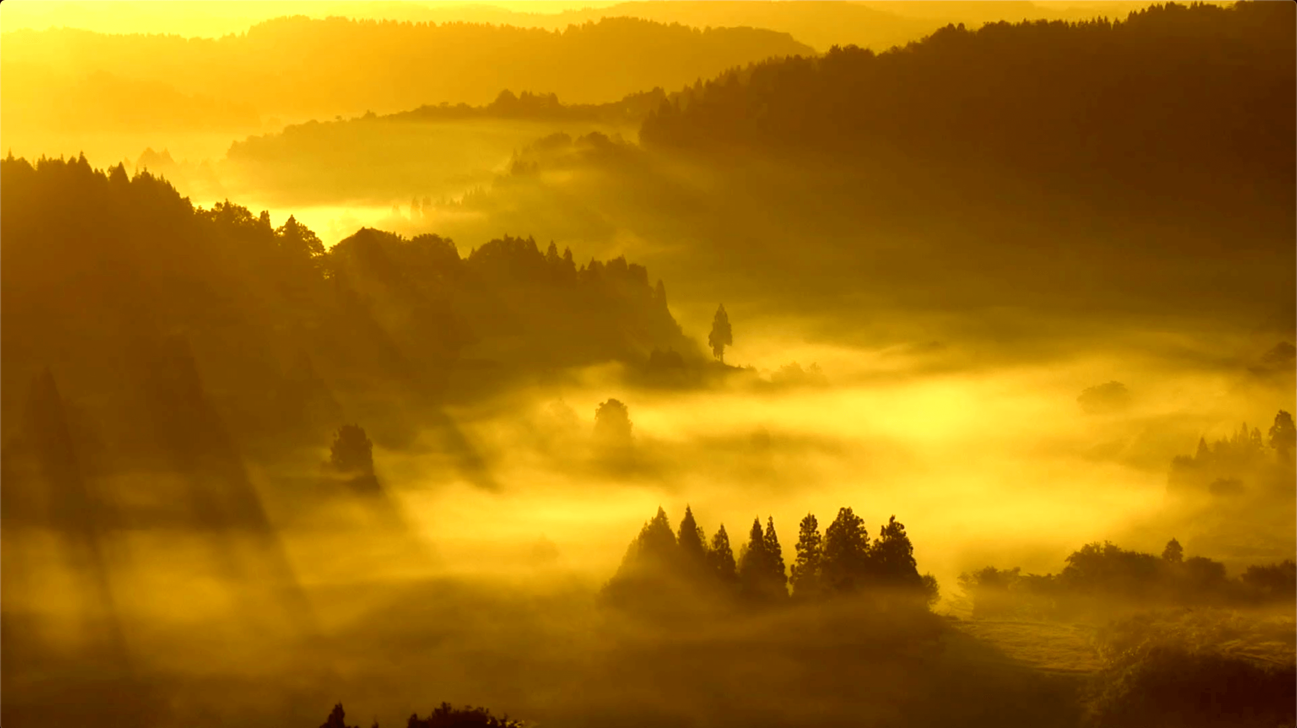 幸光堂（コウコウドウ） - 長岡式酵素玄米